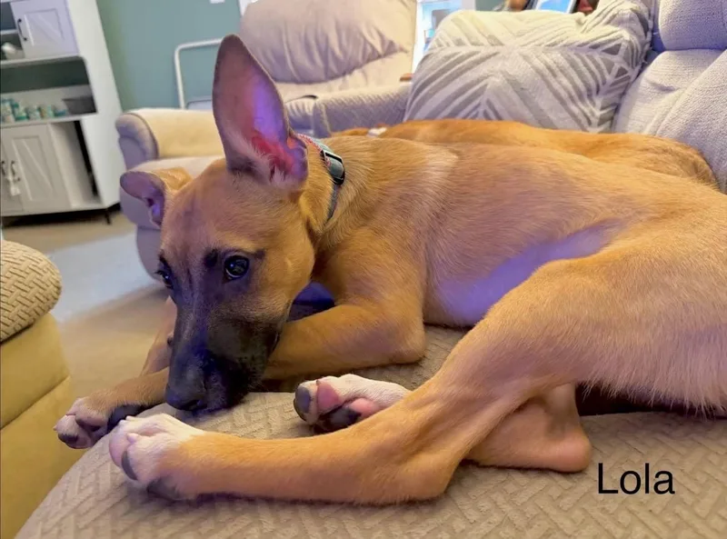 Lola thumbnail 5