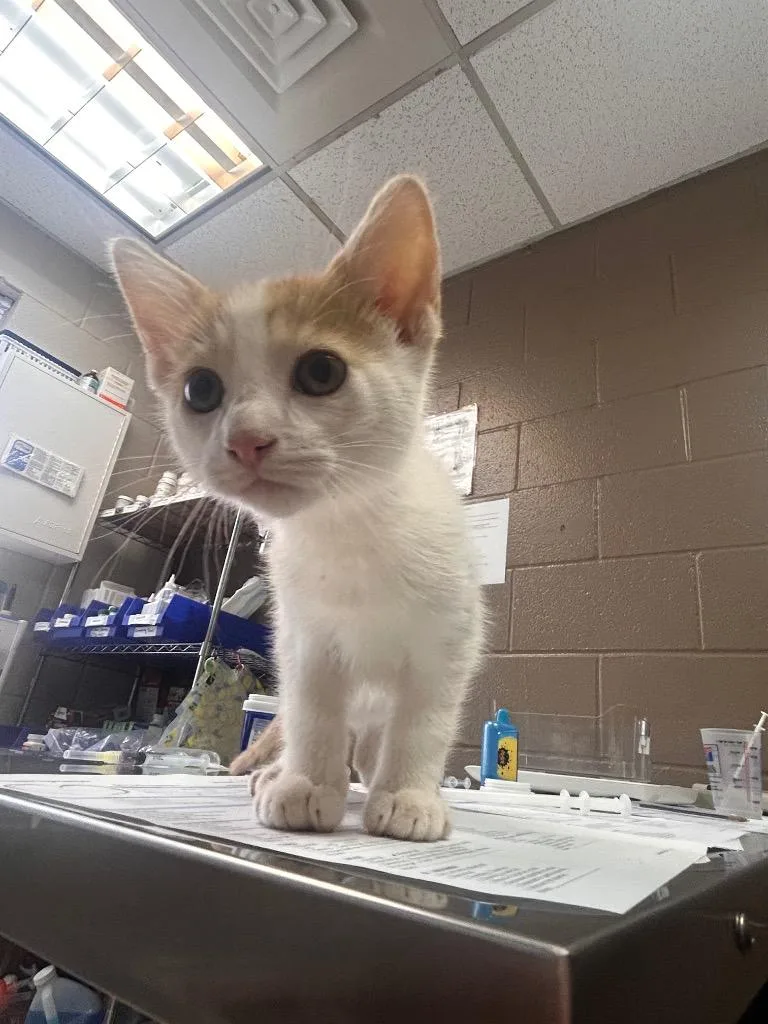 A baby medium-sized male Domestic Short Hair cat named Fig for adoption in New Manchester, WV