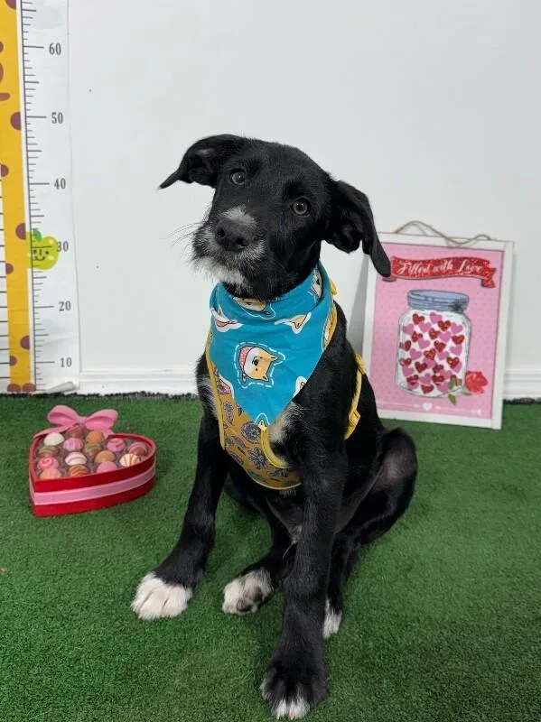 A baby medium-sized male Black Border Terrier dog named Jupiter for adoption in Carlsbad, CA