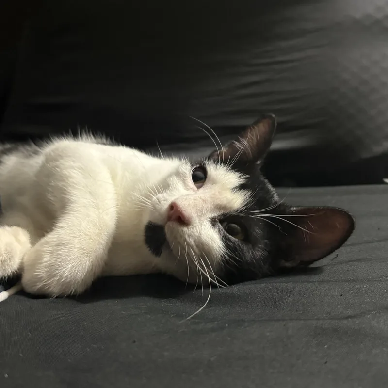 A baby medium-sized male Domestic Short Hair cat named Moose for adoption in Baytown, TX