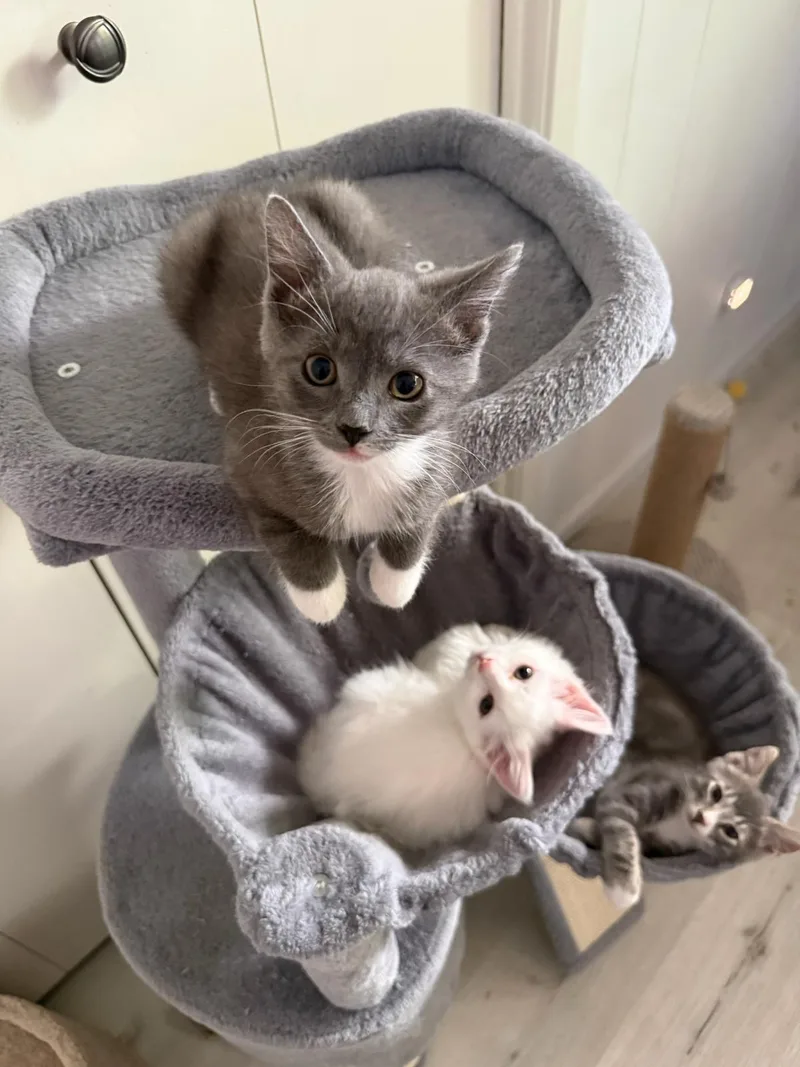 A baby small-sized female Domestic Medium Hair cat named Zinnia for adoption in Lincoln, CA