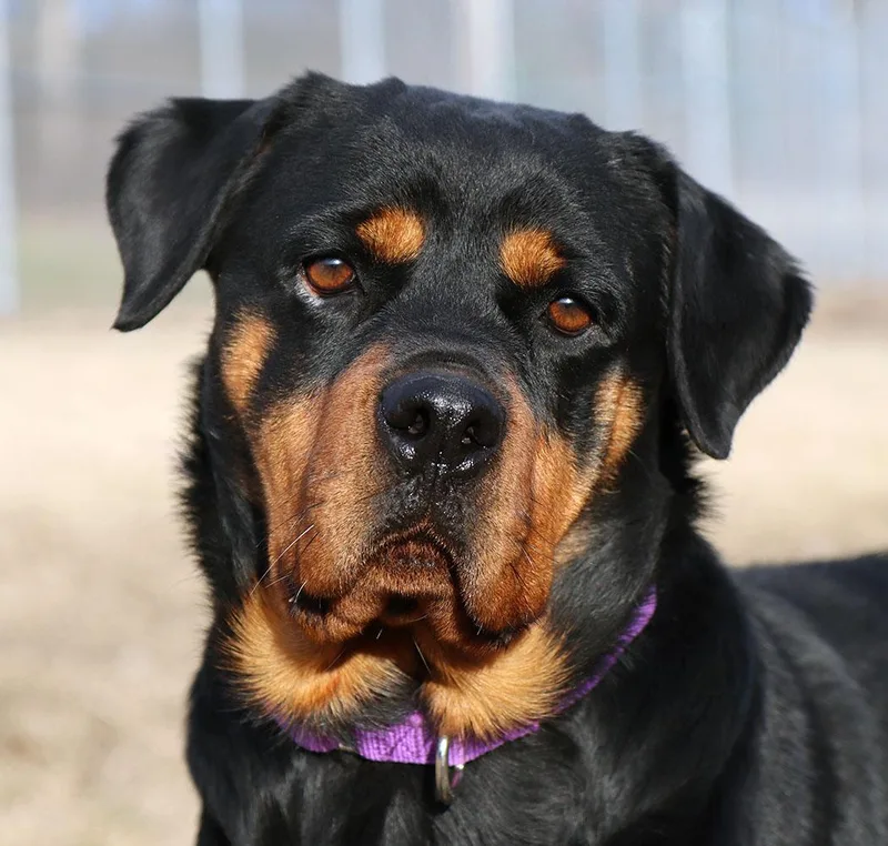 An adult large-sized female Black Rottweiler dog named Agnes for adoption in Kansas City, KS