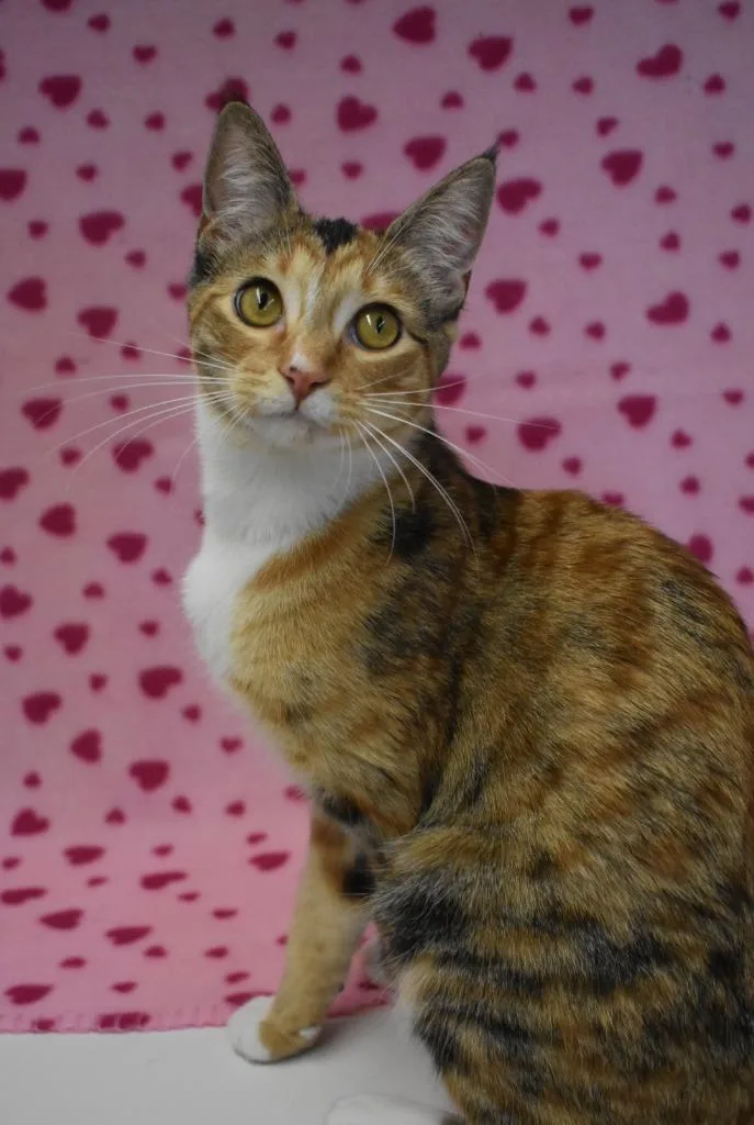 An adult medium-sized female Domestic Short Hair cat named Ella for adoption in Peoria, AZ