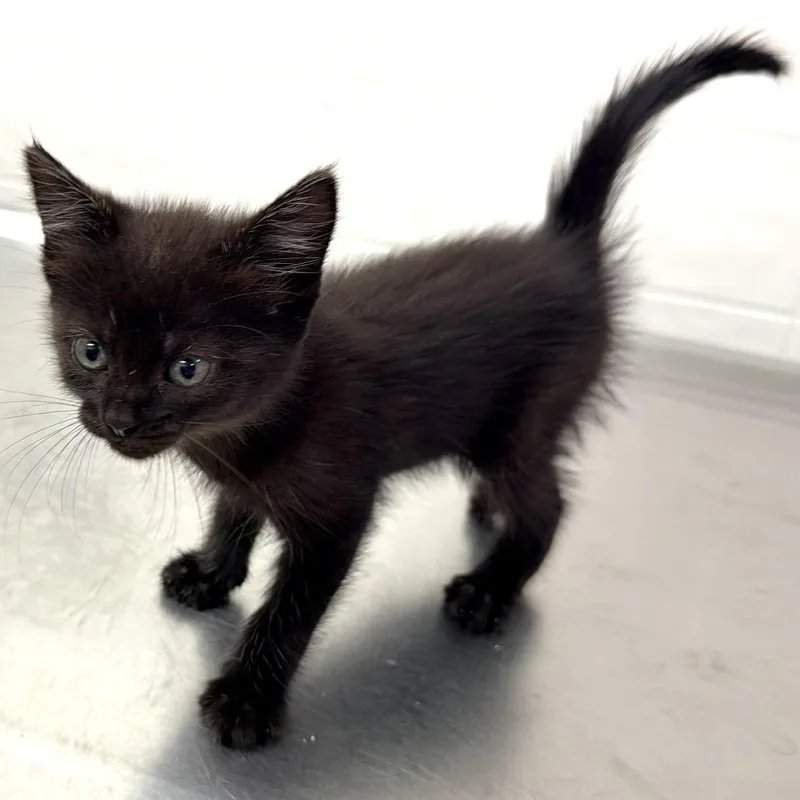 A baby small-sized female Black Domestic Short Hair cat named Heady for adoption in Warrensburg, MO