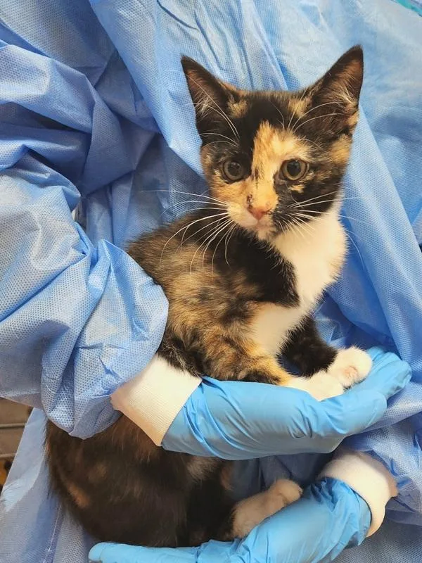 A baby small-sized female Domestic Short Hair cat named Harmony for adoption in Kennewick, WA