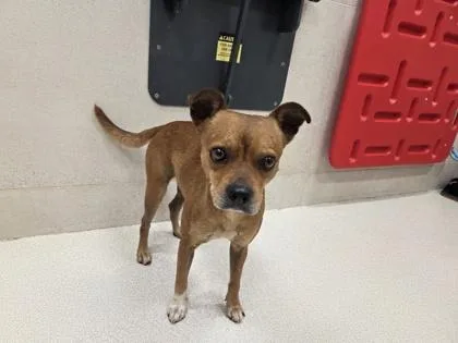 An adult small-sized male Mixed Breed dog named Grant for adoption in Honolulu, HI