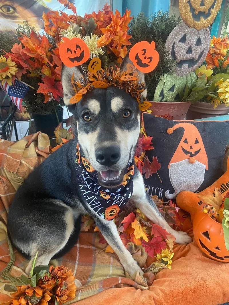 Amazing Bill Mcfurry thumbnail 2