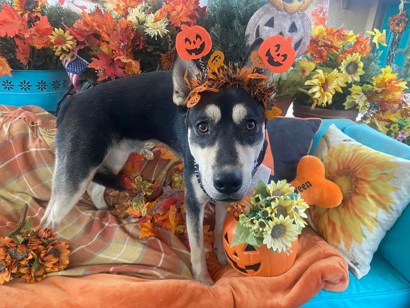 Amazing Bill Mcfurry thumbnail 4