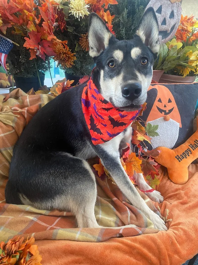 Amazing Bill Mcfurry thumbnail 5