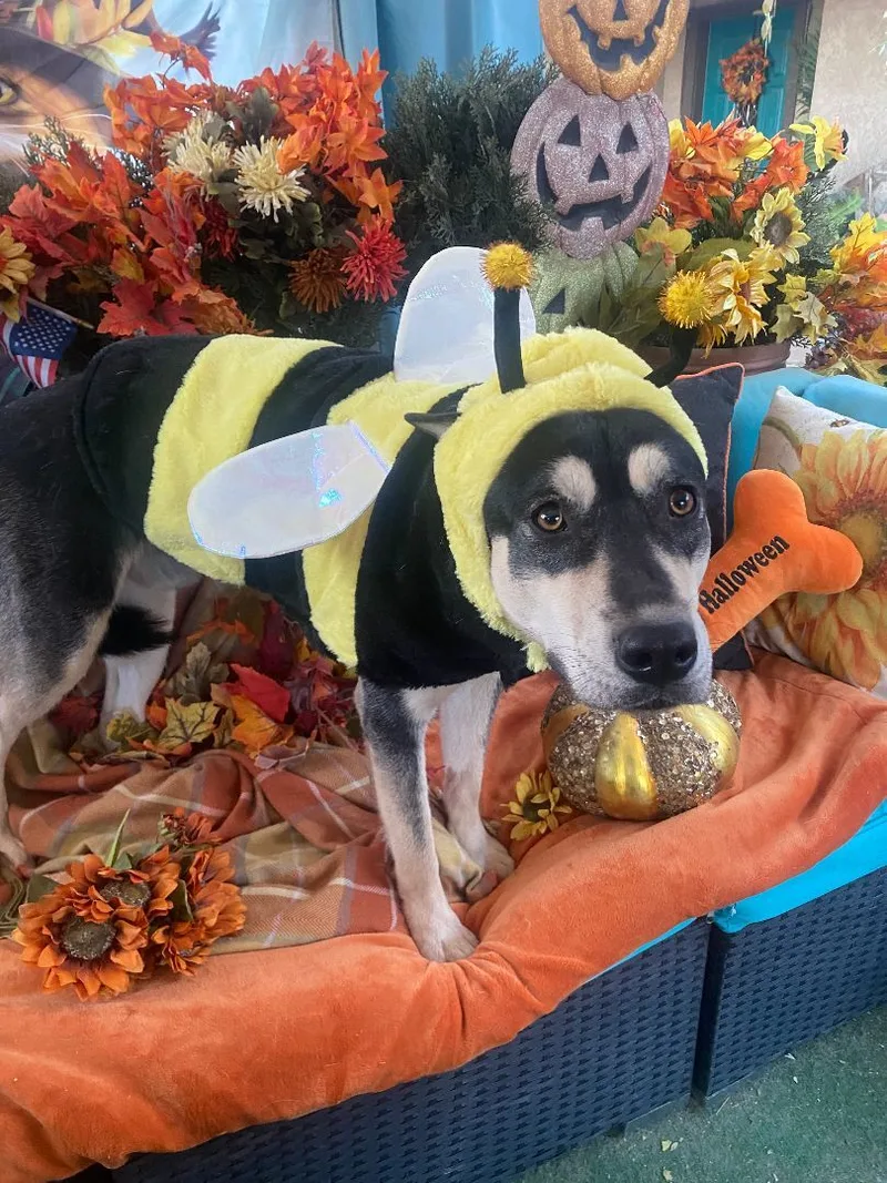 Amazing Bill Mcfurry thumbnail 6