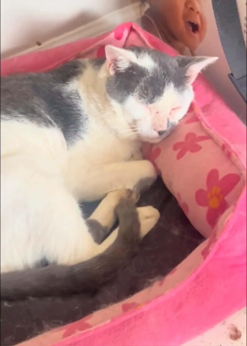A young large-sized male Domestic Short Hair cat named Gizmo for adoption in Randolph, AL