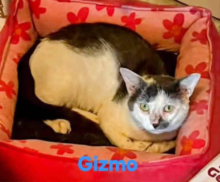 Gizmo thumbnail 2