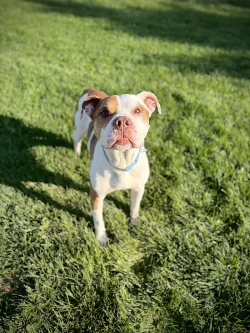 A senior medium-sized male White / Cream Mixed Breed dog named Lamchop for adoption in Greensburg, IN
