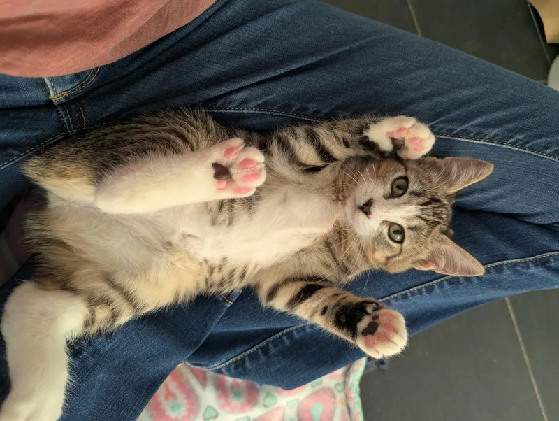 A baby medium-sized female Tabby (Brown / Chocolate) Domestic Short Hair cat named Sandy for adoption in West Richland, WA