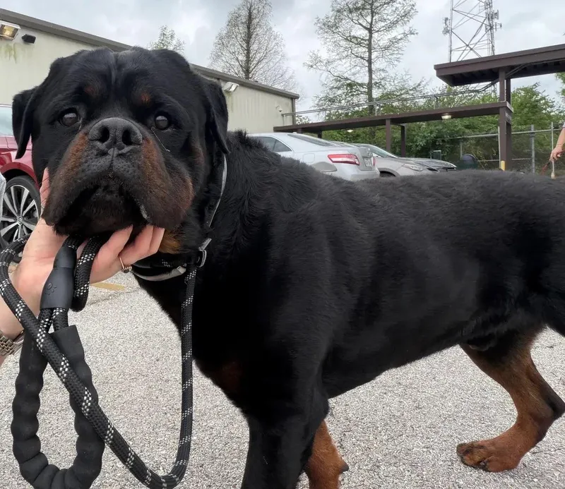 An adult extra large-sized male Black Rottweiler dog named Tyler for adoption in Polk, OH