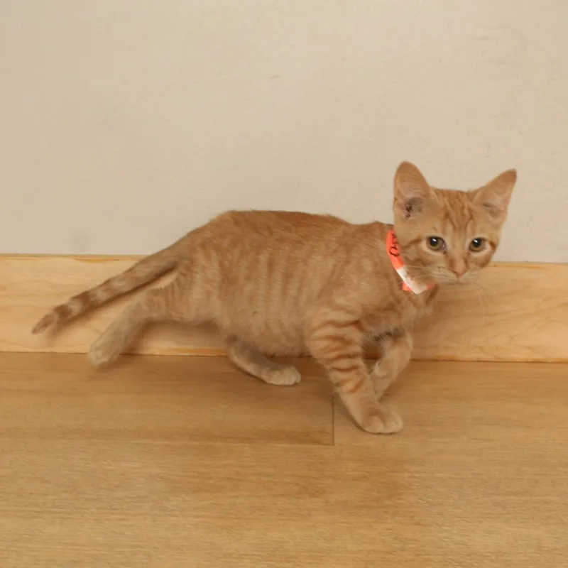 A baby small-sized female Orange / Red Domestic Short Hair cat named Bonfire C for adoption in Minnetonka, MN