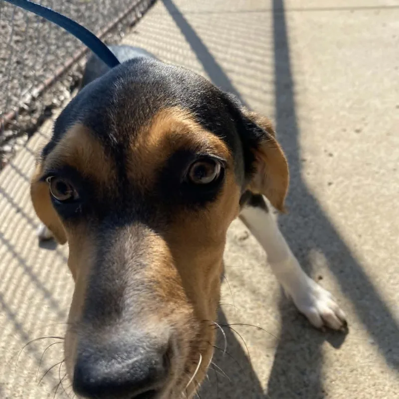 A baby small-sized female Beagle dog named Mango for adoption in Stilwell, OK