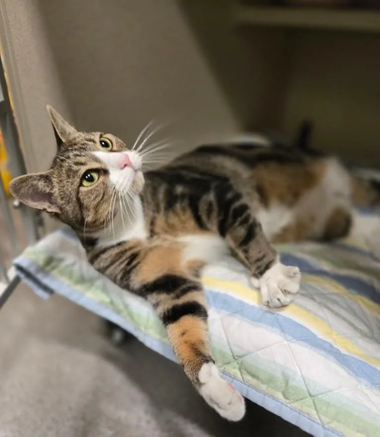 An adult medium-sized female Tabby (Brown / Chocolate) Tabby cat named Delaney for adoption in New Rochelle, NY