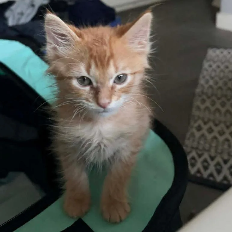 A baby small-sized male Orange / Red Domestic Short Hair cat named Robert for adoption in Austin, TX