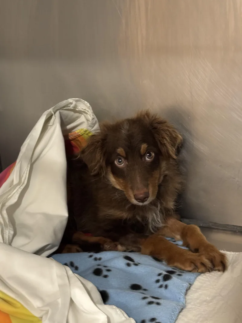 A baby medium-sized male Australian Shepherd dog named Phoenix for adoption in Rock Hill, NY
