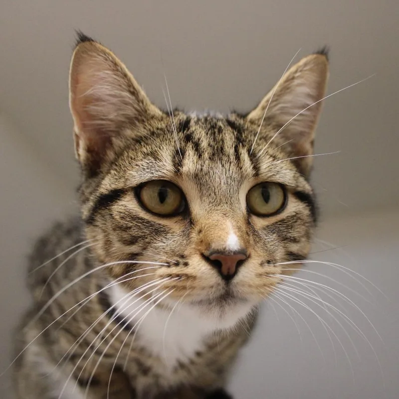 A young medium-sized female Domestic Short Hair cat named Mikayla for adoption in Champaign, IL