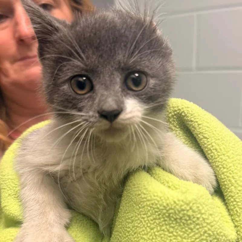 A baby small-sized male Gray / Blue / Silver Domestic Short Hair cat named Small Block for adoption in Chattanooga, TN