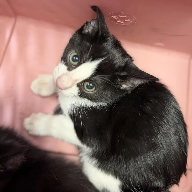 A baby small-sized male Black Domestic Short Hair cat named C for adoption in Port Charlotte, FL