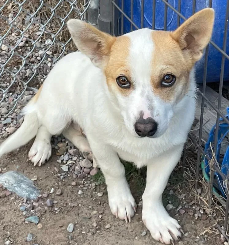 A baby medium-sized male White / Cream Corgi dog named Peanut for adoption in Polson, MT