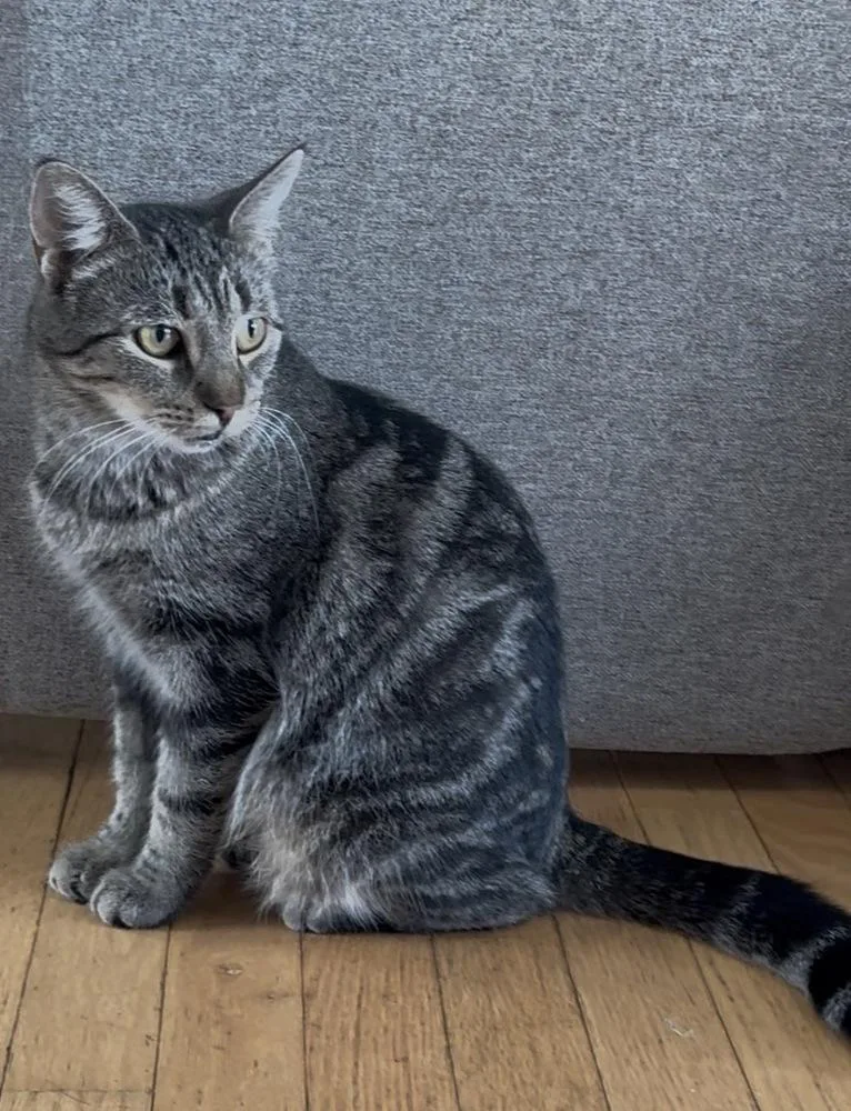 An adult medium-sized female Gray / Blue / Silver Domestic Short Hair cat named Pumpkin Pie for adoption in Clinton Township, MI