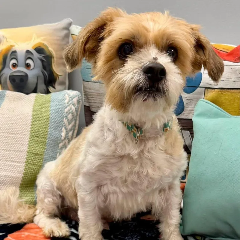 A senior small-sized male Maltese dog named Gino for adoption in Effingham, IL