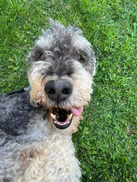 Teddy thumbnail 3