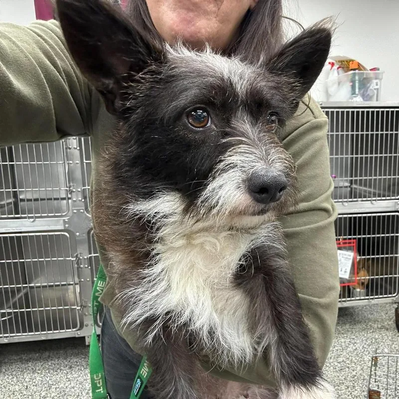 An adult small-sized female Black Cardigan Welsh Corgi dog named Ari for adoption in Fredericksburg, VA