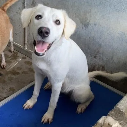An adult medium-sized female Golden Retriever dog named Lolly for adoption in Morton Grove, IL
