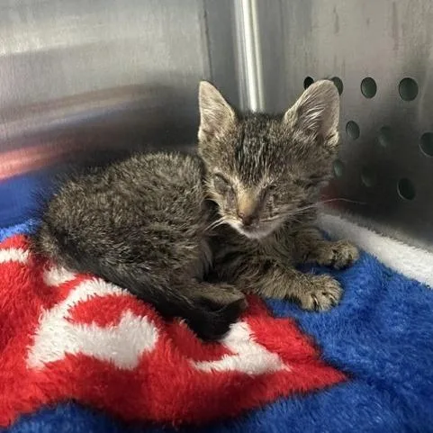 A baby small-sized male Brown / Chocolate Domestic Short Hair cat named Zol for adoption in Indianapolis, IN