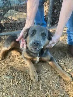 A young medium-sized female Tricolor (Brown, Black, & White) Mixed Breed dog named Nevada for adoption in Silver Spring, MD