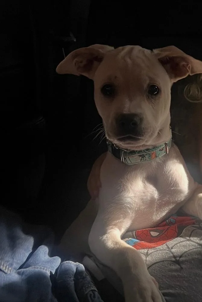 Stank Von Wigglebutt
