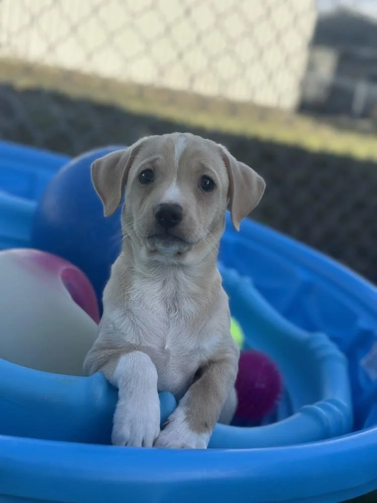 Stank Von Wigglebutt thumbnail 2