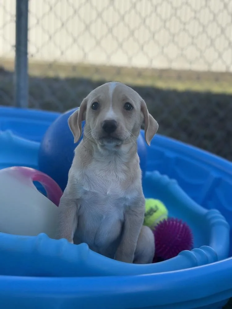 Stank Von Wigglebutt thumbnail 4