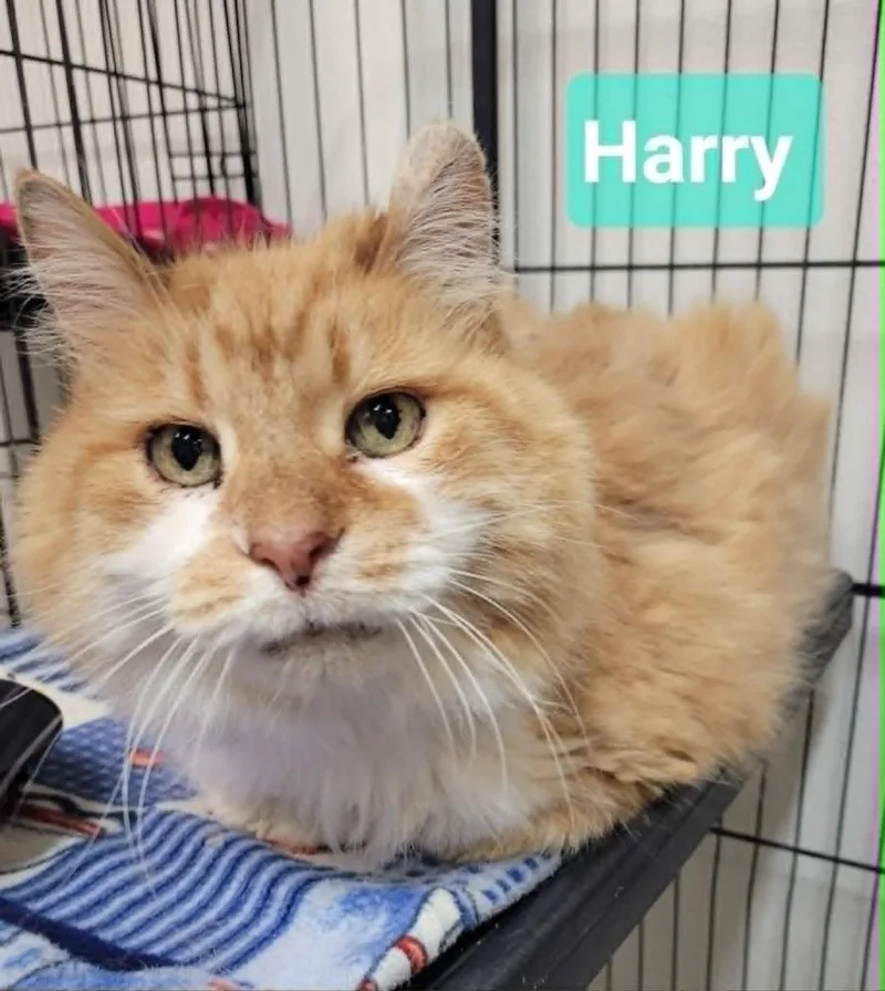 A senior medium-sized male Domestic Medium Hair cat named Harry for adoption in Richmond, IN