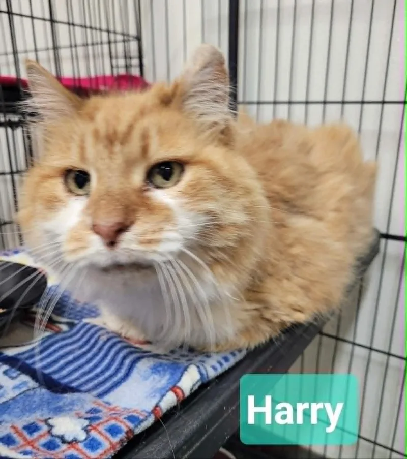 Harry thumbnail 2
