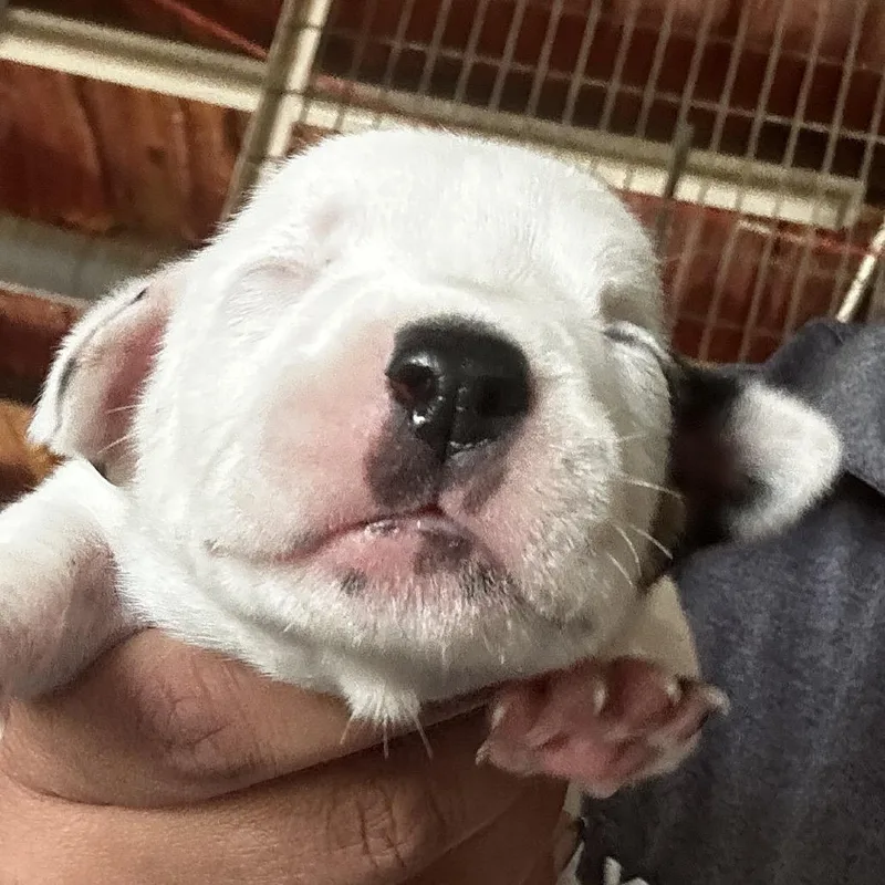 A baby large-sized female White / Cream Mixed Breed dog named Yasha for adoption in Leander, TX