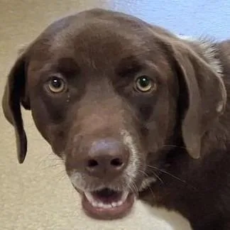 A young medium-sized female Labrador Retriever dog named Root Beer for adoption in Brenham, TX