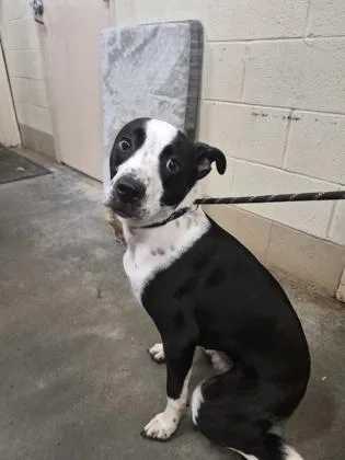 A young medium-sized male Border Collie dog named Jensen $ for adoption in Seneca, SC