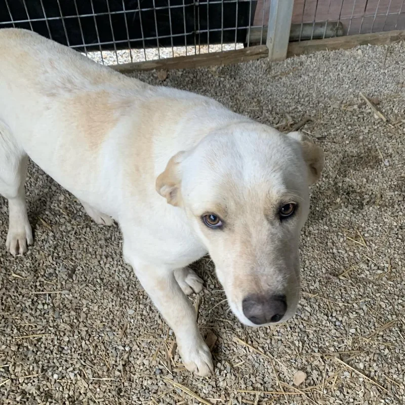An adult medium-sized male White / Cream Australian Cattle Dog / Blue Heeler dog named Harry for adoption in Washburn, MO