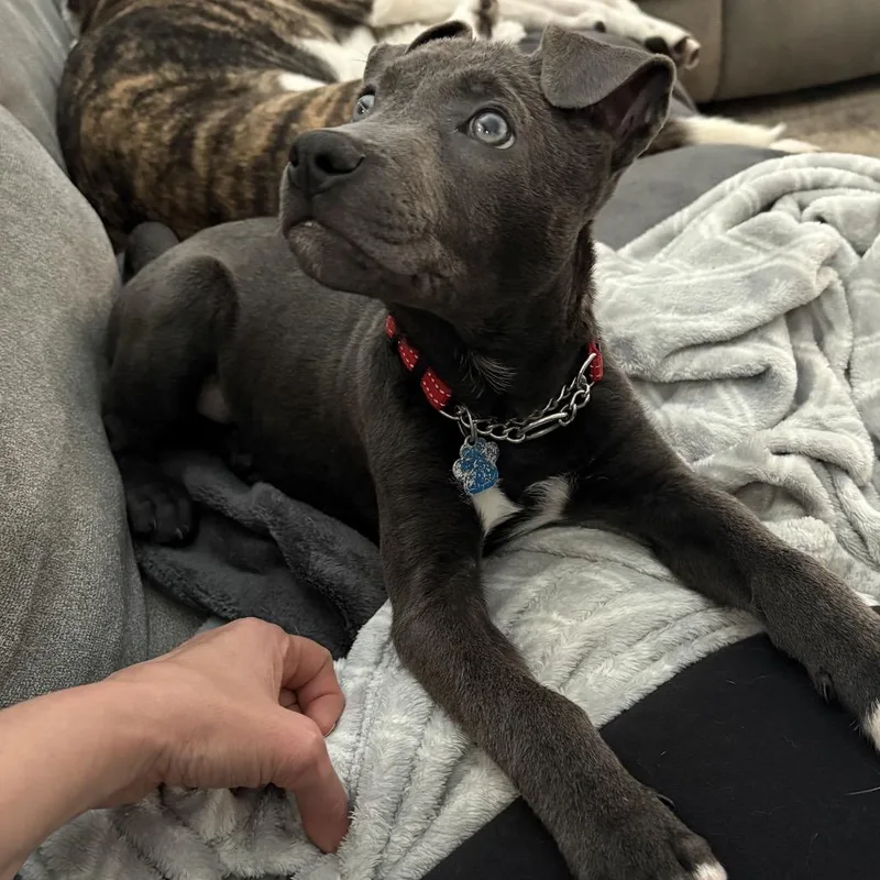 A young medium-sized male Pit Bull Terrier dog named Nimbus for adoption in Medford, NY