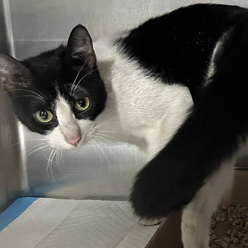 A young medium-sized female White Domestic Short Hair cat named Maple for adoption in Newark, NJ
