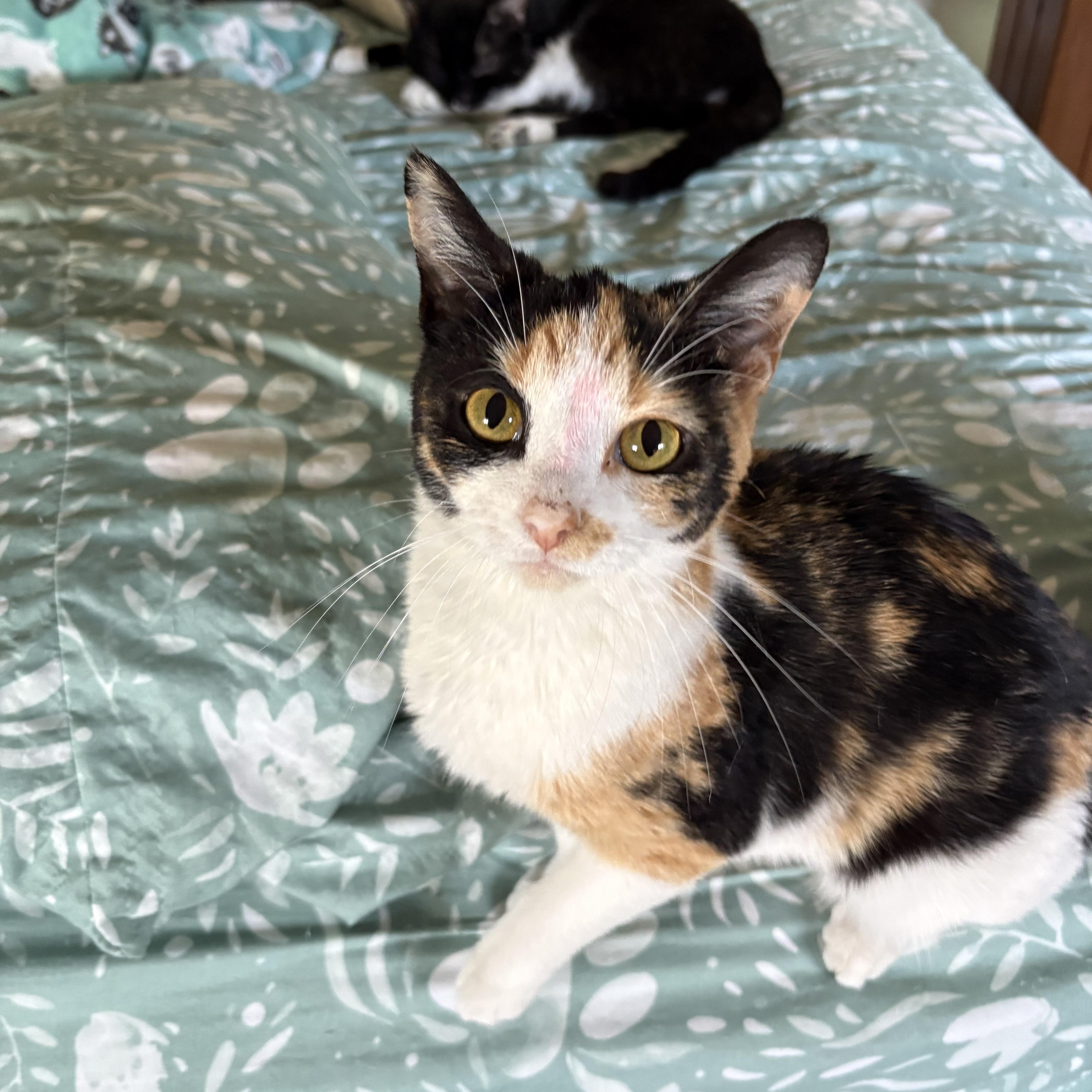 An adult medium-sized female Calico Calico cat named Posey for adoption in Highland, IN