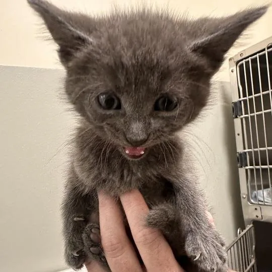 A baby small-sized male Gray / Blue / Silver Domestic Short Hair cat named Bucket for adoption in Wilmington, DE