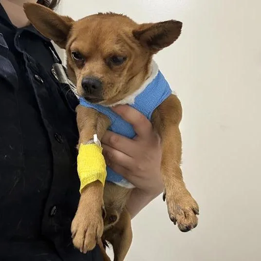 An adult small-sized male Red / Chestnut / Orange Chihuahua dog named Name Unknown for adoption in Pasadena, CA