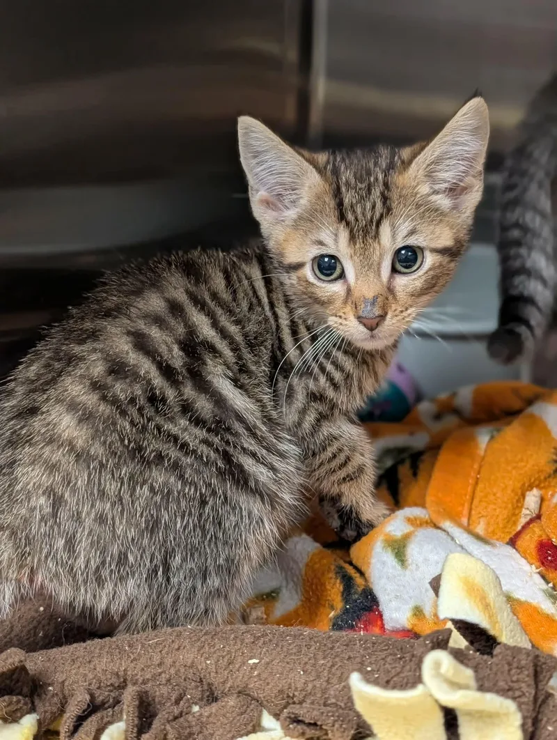 A baby medium-sized male Tabby (Tiger Striped) Domestic Short Hair cat named Pidgeot for adoption in Chambersburg, PA